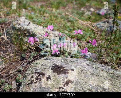 Gueldenstaedtia Monophylla rosa Blüten im Gras zwischen Steinen im Altai Grasland im Frühling. Es handelt sich um eine seltene geschützte Art des Roten Buches. Natu Stockfoto