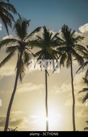 Goldenes Sonnenlicht scheint während eines tropischen Sonnenuntergangs durch hohe Palmen und schafft eine ruhige und friedliche Atmosphäre. Der Himmel bietet wunderschöne Farbtöne Stockfoto