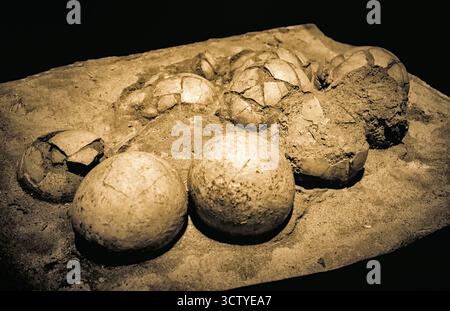 Fossile Dinosauriereier im Hadrosaurus-Nest, prähistorische Überreste im Naturkundemuseum, Paläontologie und Evolutionskonzept. Stockfoto