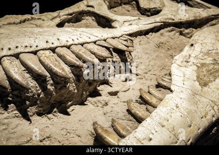 Nahaufnahme des Tyrannosaurus Rex fossilen Schädels mit scharfen Zähnen, prähistorische Überreste im Naturkundemuseum, Paläontologie und Evolutionswissenschaften Stockfoto