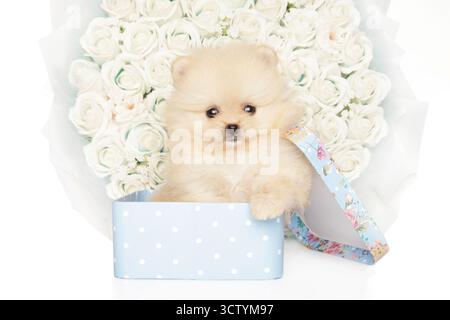 Ein cremefarbener Pommersche Spitzhündchen sitzt in einem Korb, vor dem Hintergrund eines großen Straußes weißer Rosen Stockfoto