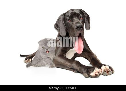 Ein großer schwarzer Dosenhund und ein kleines graues Kätzchen stehen nebeneinander auf weißem Hintergrund Stockfoto
