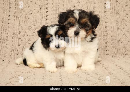 Zwei Biewer Yorkie Welpen sitzen dicht auf einem beigefarbenen Hintergrund und zeigen eine warme und liebevolle Begleitung. Stockfoto