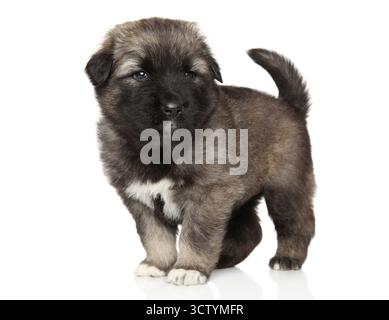Kaukasischer Schäferhund auf weißem Hintergrund. Baby-Tier-Thema Stockfoto