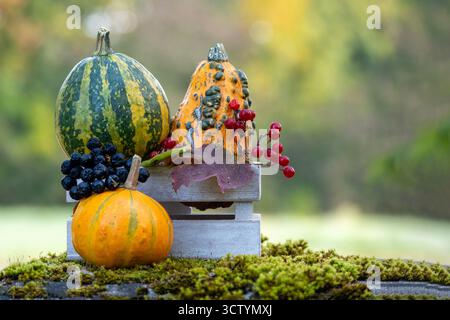 Ein farbenfrohes Herbststillleben mit gestreiften Kürbissen, orangefarbenen Kürbissen, dunklen Trauben, roten Beeren und Moos auf einer verwitterten Holzkiste, die warme A einfangen Stockfoto