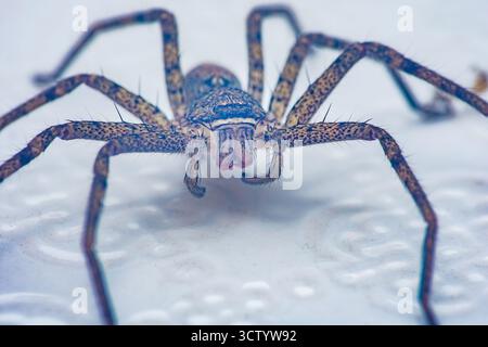 Huntsman Spinnen-Nahaufnahme mit strukturiertem Exoskelett, haarigen Beinen, Zähnen und markantem Augenmuster auf weißem Hintergrund, scharfe Makrodetails für Scien Stockfoto