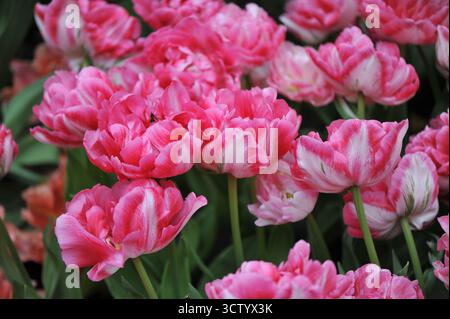 Rosa und weiße Doppel frühe Pfingstrosen-Blüten-Tulpen (Tulipa) Marshmallow blühen im April in einem Garten Stockfoto
