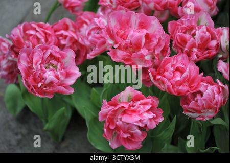 Rosa und weiße Doppel frühe Pfingstrosen-Blüten-Tulpen (Tulipa) Marshmallow blühen im April in einem Garten Stockfoto