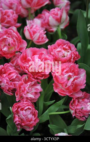 Rosa und weiße Doppel frühe Pfingstrosen-Blüten-Tulpen (Tulipa) Marshmallow blühen im April in einem Garten Stockfoto