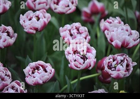 Lila mit weißen Kanten Doppelte Tulpen mit spätem Pfingstrosenblüten (Tulipa) Ocean Drive blühen im April in einem Garten Stockfoto
