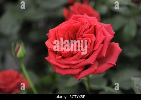 Red English Hybrid Tea Rose (Rosa) Chelsea Rentner blüht auf einer Ausstellung im Mai Stockfoto
