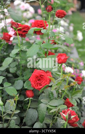 Red English Hybrid Tea Rose (Rosa) Chelsea Rentner blüht auf einer Ausstellung im Mai Stockfoto
