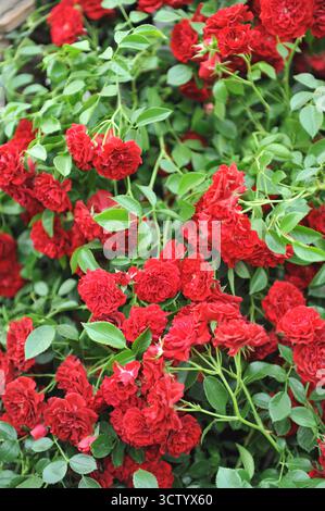 Red Climber Rose (Rosa) Crimson Siluetta blüht auf einer Ausstellung im Mai Stockfoto