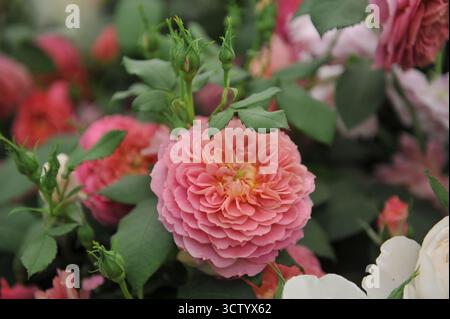 Korallenrosa mit einer Aprikosenmitte Englische Strauchrose (Rosa) Emma Bridgewater blüht auf einer Ausstellung im Mai Stockfoto