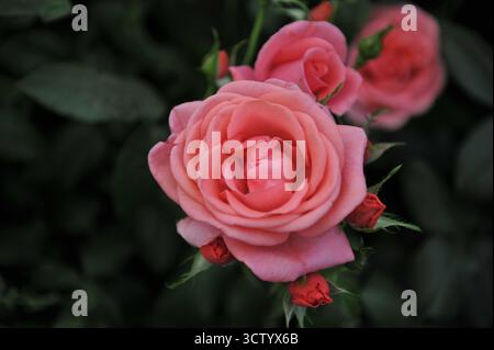 Rosa englische floribunda Rose (Rosa) Catherine's Rose blüht auf einer Ausstellung im Mai Stockfoto