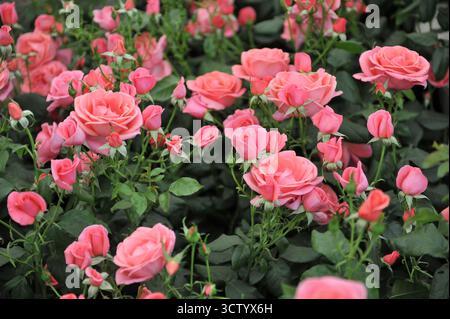 Rosa englische floribunda Rose (Rosa) Catherine's Rose blüht auf einer Ausstellung im Mai Stockfoto