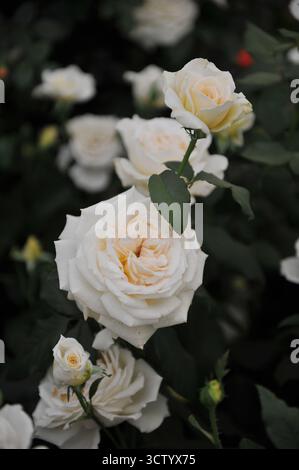 Cremeweiße English Hybrid Tea Rose (Rosa) Mary Berry Rose blüht auf einer Ausstellung im Mai Stockfoto