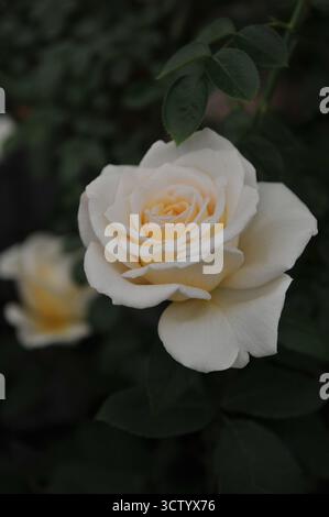 Cremeweiße English Hybrid Tea Rose (Rosa) Mary Berry Rose blüht auf einer Ausstellung im Mai Stockfoto