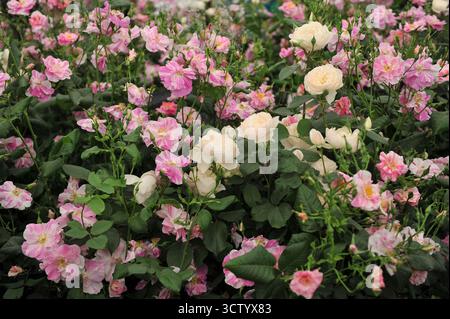 Englische Strauchrose (Rosa) die Königsrose mit magentafarbenen und weißen Streifen und gelben Staubblättern und Moschusrose Desdemona blühen auf einer Ausstellung im Mai Stockfoto