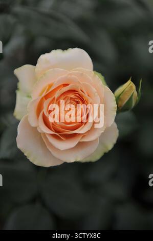 Aprikosengelbe englische Strauchrose (Rosa) die Rob Burrow MND Rose blüht auf einer Ausstellung im Mai Stockfoto