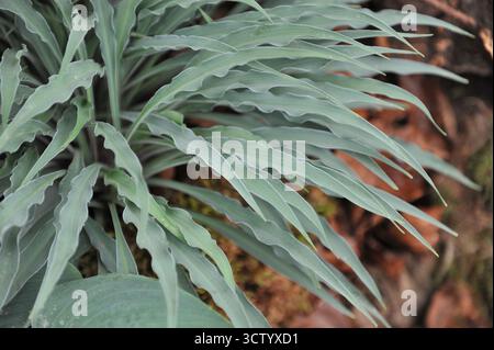 Hosta Silly String mit blau-grünen schmalen verdrehten Blättern wächst auf einer Ausstellung im Mai Stockfoto