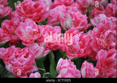 Rosa und weiße Doppel frühe Pfingstrosen-Blüten-Tulpen (Tulipa) Marshmallow blühen im April in einem Garten Stockfoto