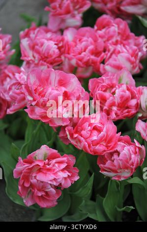 Rosa und weiße Doppel frühe Pfingstrosen-Blüten-Tulpen (Tulipa) Marshmallow blühen im April in einem Garten Stockfoto