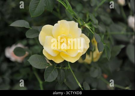 Hellgelbe English Climber Rose (Rosa) Gardeners' Gold Blooms auf einer Ausstellung im Mai Stockfoto