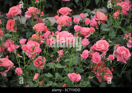 Rosa englische floribunda Rose (Rosa) Catherine's Rose blüht auf einer Ausstellung im Mai Stockfoto