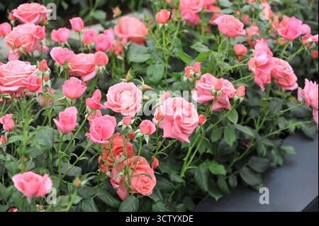 Rosa englische floribunda Rose (Rosa) Catherine's Rose blüht auf einer Ausstellung im Mai Stockfoto