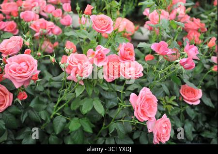 Rosa englische floribunda Rose (Rosa) Catherine's Rose blüht auf einer Ausstellung im Mai Stockfoto