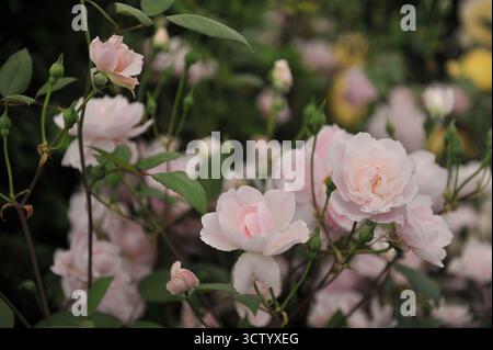 Hellrosa englische Strauchrose (Rosa) Mortimer Sackler blüht auf einer Ausstellung im Mai Stockfoto