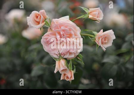 Hellrosa English Hybrid Tea Rose (Rosa) die Elton John AIDS Foundation Rose blüht auf einer Ausstellung im Mai Stockfoto