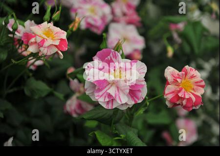 Englische Strauchrose (Rosa) die Königsrose mit magentafarbenen und weißen Streifen und gelben Staubblättern auf einer Ausstellung im Mai Stockfoto