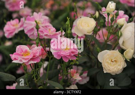 Englische Strauchrose (Rosa) die Königsrose mit magentafarbenen und weißen Streifen und gelben Staubblättern und Moschusrose Desdemona blühen auf einer Ausstellung im Mai Stockfoto