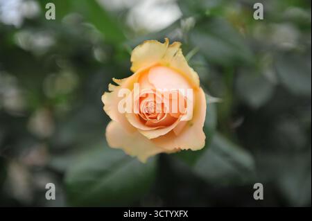 Aprikosengelbe englische Strauchrose (Rosa) die Rob Burrow MND Rose blüht auf einer Ausstellung im Mai Stockfoto