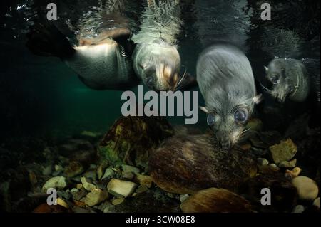 Neuseeländische Seebären (Arctocephalus forsteri) Ohau Stream, Neuseeland [Größe eines einzelnen Organismus: 1,2 m] | Junge Neuseeländische Seebär (Arctoceph Stockfoto