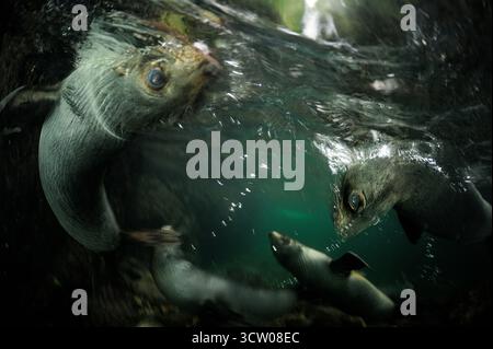 Neuseeländische Seebären (Arctocephalus forsteri) Ohau Stream, Neuseeland [Größe eines einzelnen Organismus: 1,2 m] | Junge Neuseeländische Seebär (Arctoceph Stockfoto