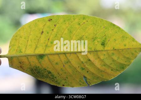 Nahaufnahme eines gelben Blattes mit grünen Flecken, mit detaillierten Adern und natürlicher Textur, Makrofotografie-Konzept für Natur und Botanik Hintergrund. Stockfoto