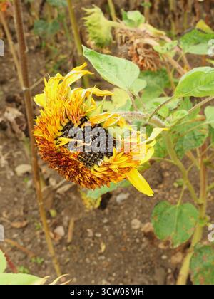 Reifer Sonnenblumenkopf mit spiralförmiger Fibonacci-Anordnung von Sonnenblumenkernen. Perfekt für Natur, Biologie, Mathematik. Nahaufnahme. Kopierraum. Stockfoto