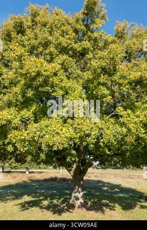 Sitzeiche (Quercus petraea) mit Eicheln beladen, Leicestershire England UK. September 2025 Stockfoto