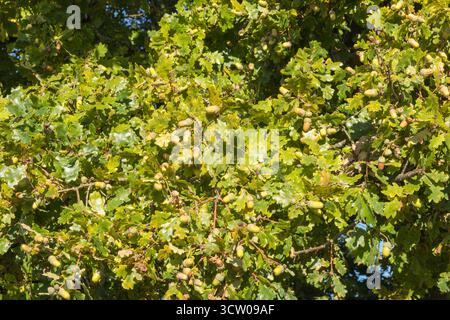 Sitzeiche (Quercus petraea) mit Eicheln beladen, Leicestershire England UK. September 2025 Stockfoto