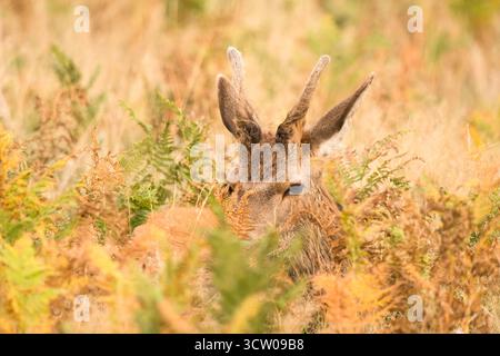 Ein junger männlicher Rotwild (cervus elaphus) aus dem Bracken, Leicestershire England UK. September 2025 Stockfoto