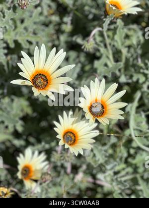 Afrikanische Gänseblümchen Stockfoto