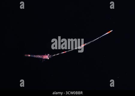 Dieses Bild wurde eine Meile vor der Insel Yap in der Nacht aufgenommen, mit dem Boden von mehr als 2000 Fuß darunter. Der Körper der Garnelen ist weniger als 1 Zoll lang Stockfoto