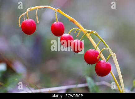 Lily Of The Valley Beeren Stockfoto