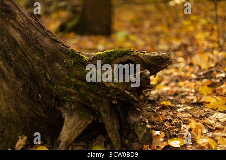 Entwurzelter Baum mit freiliegenden Wurzeln, bedeckt mit gefallenen Blättern. Hochwertige Fotos Stockfoto