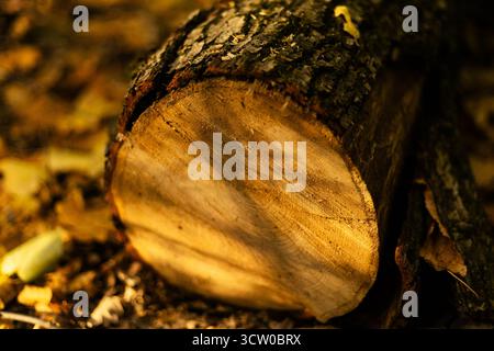 Nahaufnahme des Baumstammquerschnitts mit Jahreswachstumsringen. Hochwertige Fotos Stockfoto