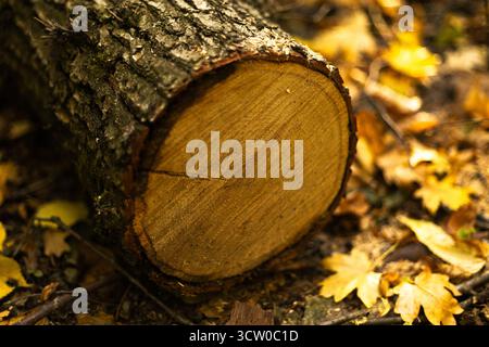 Nahaufnahme des Baumstammquerschnitts mit Jahreswachstumsringen. Hochwertige Fotos Stockfoto