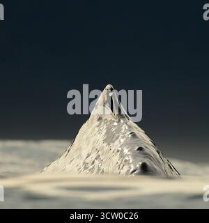 Ein Pottwal (Physeter macrocephalus) taucht in die tiefen Gewässer vor Kaikoura, wo der Meeresboden schnell auf 1000 Meter abfällt. Dieses Foto wurde aufgenommen Stockfoto